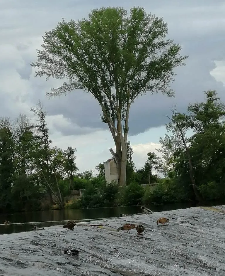 Foto 4 - Los patos &lsquo;se adue&ntilde;an&rsquo; de La Pesquera  