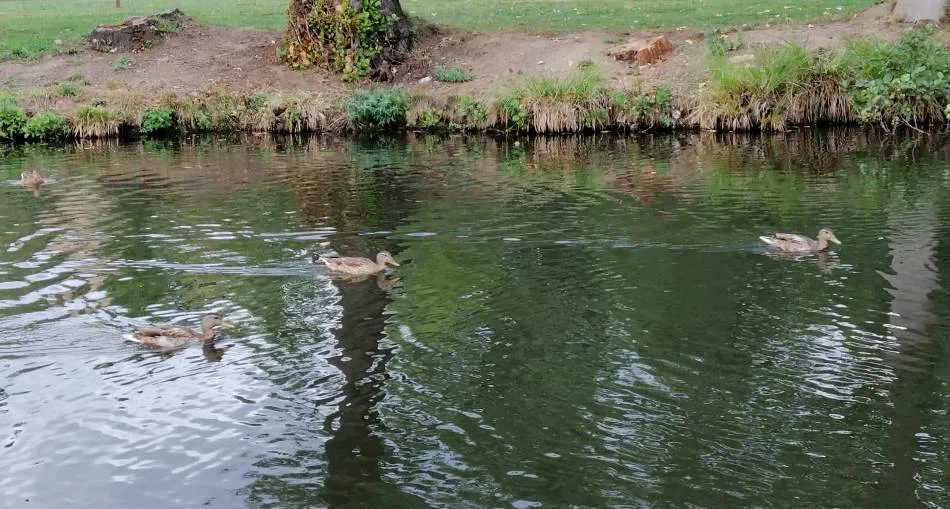 Foto 5 - Los patos &lsquo;se adue&ntilde;an&rsquo; de La Pesquera  