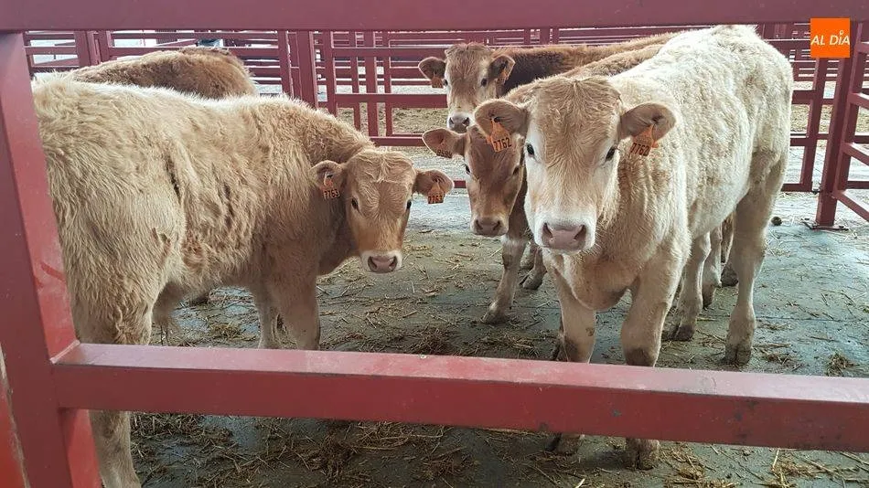 Día tranquilo en la Lonja de Salamanca