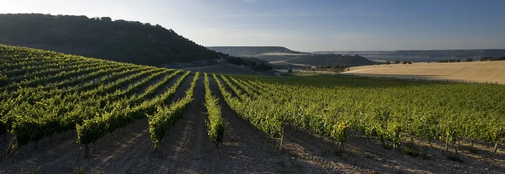 Los vinos Ribera del Duero a la cabeza de vinos de calidad en el mundo  