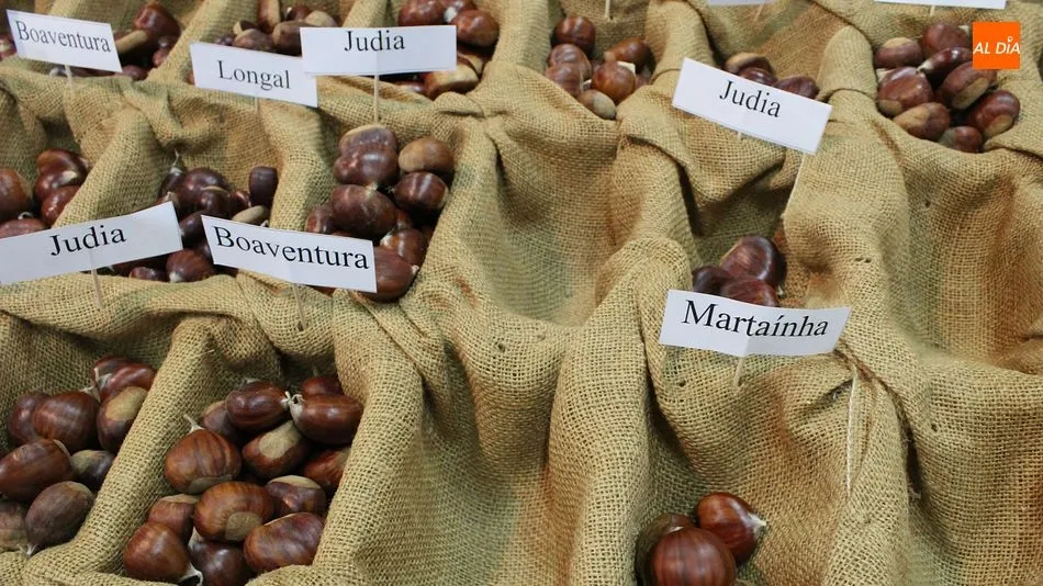 Foto 3 - La Red Estatal del Casta&ntilde;o analiza los retos del sector en un encuentro europeo celebrado en...