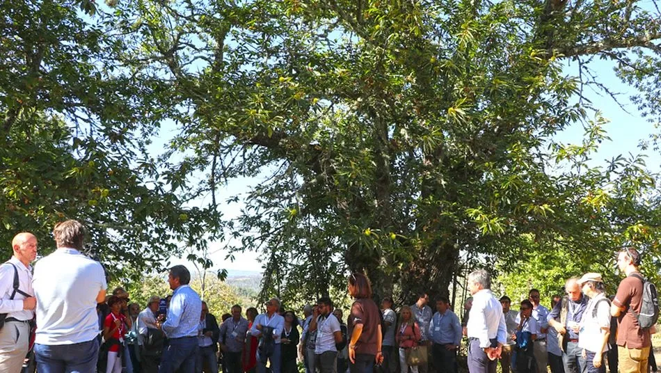 Foto 2 - La Red Estatal del Casta&ntilde;o analiza los retos del sector en un encuentro europeo celebrado en...
