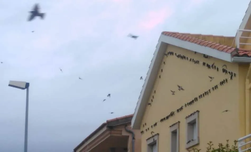 Cientos de golondrinas ‘visitan’ a los vecinos del barrio de San Pelayo  