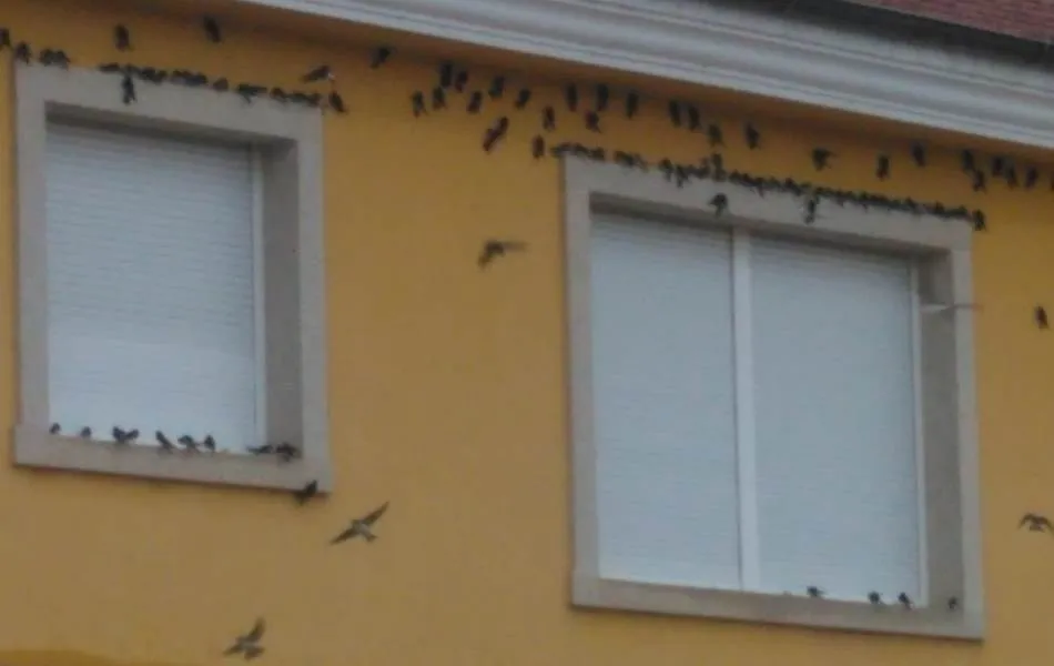 Foto 2 - Cientos de golondrinas &lsquo;visitan&rsquo; a los vecinos del barrio de San Pelayo  