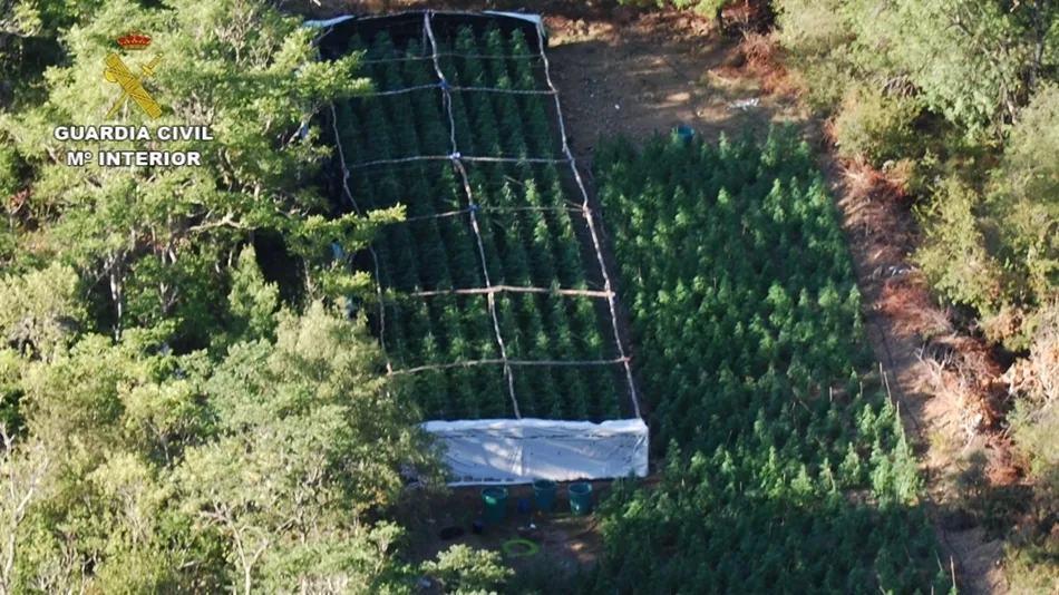 Imagen de la plantación de marihuana. Foto: EP