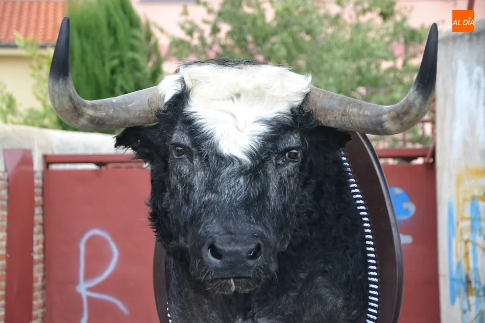 Foto 3 - Mar&iacute;a Isabel Campo recibe la cabeza naturalizada del Toro del Antruejo 2019  