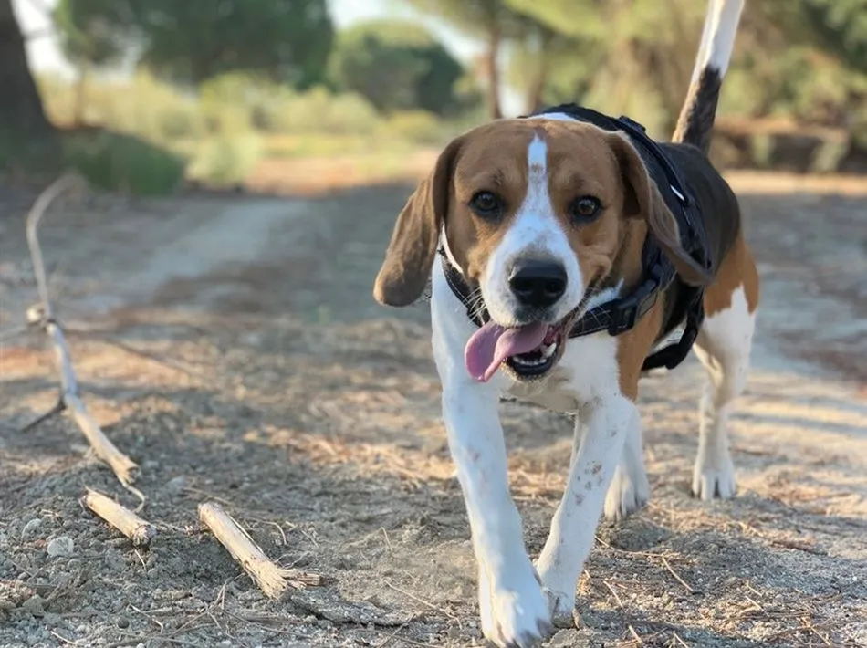 Las personas que tienen mascotas admiten que harían cualquier cosa para satisfacer las necesidades de los animales