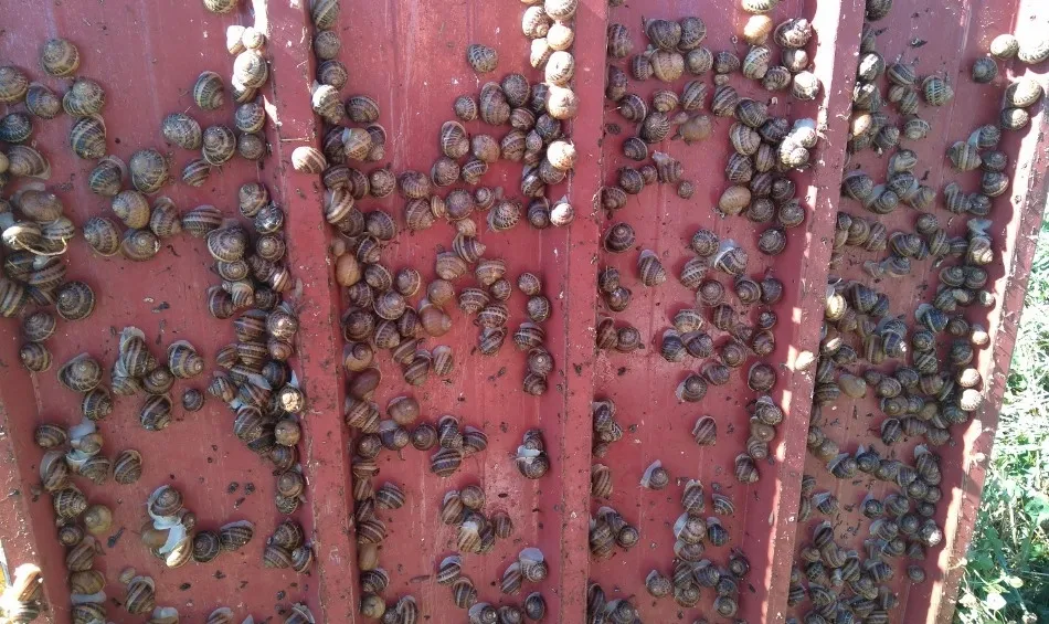 Convocada una jornada gratuita sobre la cría de caracoles  