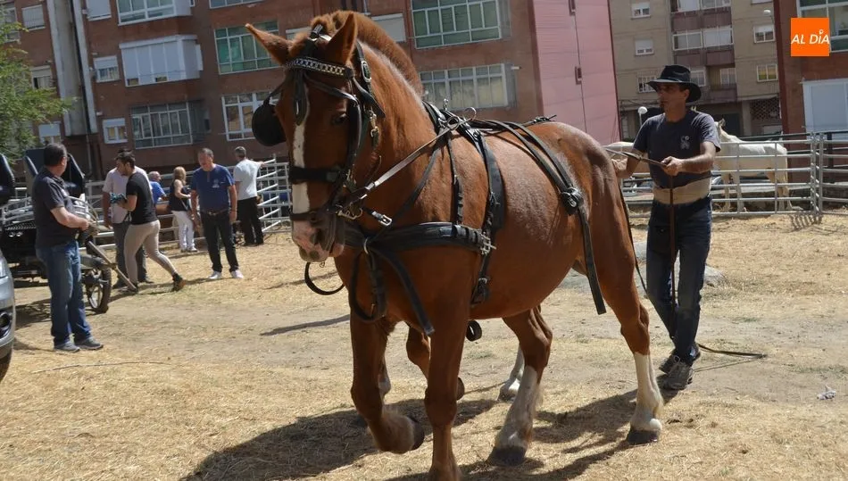 Mercado de ganado / FOTO DE ARCHIVO
