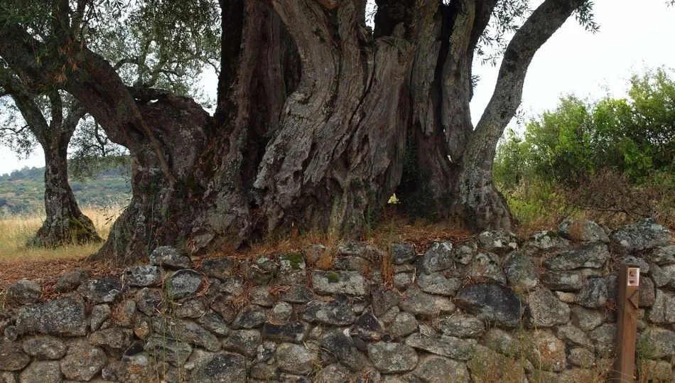 Olivos y paredes en seco / FOTO JOAQUÍN BERROCAL