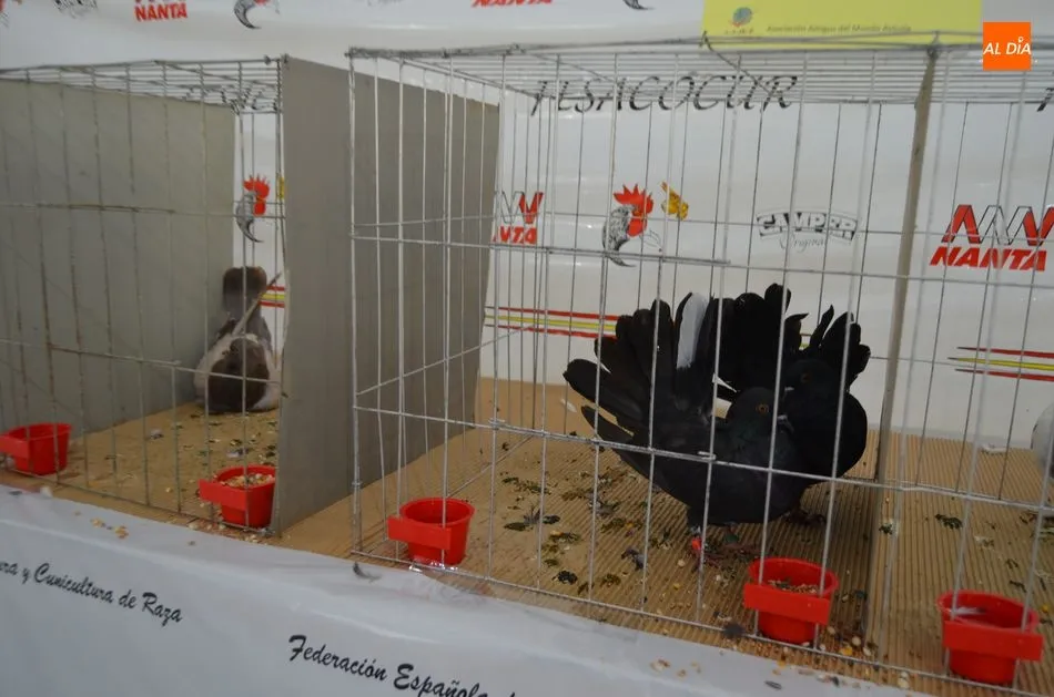 Foto 10 - Exhibici&oacute;n de aves, Mercado de Ganado y degustaci&oacute;n popular en el s&aacute;bado de Ferias