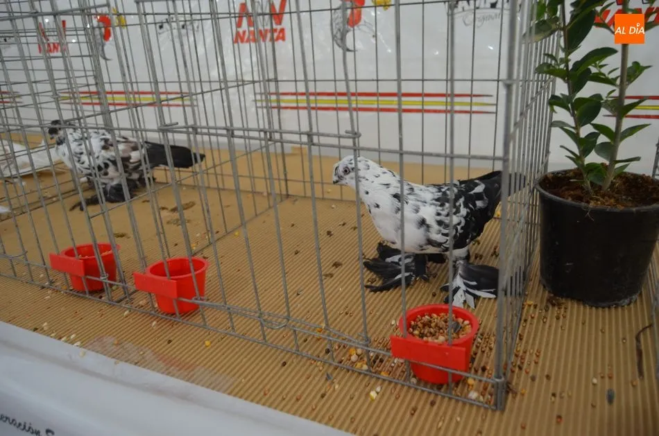 Foto 11 - Exhibici&oacute;n de aves, Mercado de Ganado y degustaci&oacute;n popular en el s&aacute;bado de Ferias