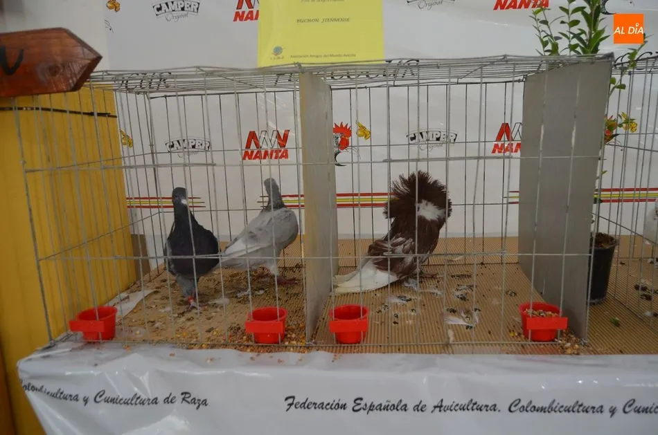 Foto 9 - Exhibici&oacute;n de aves, Mercado de Ganado y degustaci&oacute;n popular en el s&aacute;bado de Ferias