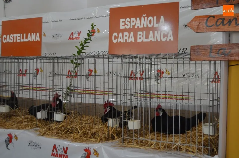 Foto 7 - Exhibici&oacute;n de aves, Mercado de Ganado y degustaci&oacute;n popular en el s&aacute;bado de Ferias