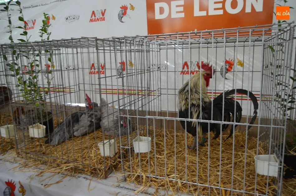 Foto 3 - Exhibici&oacute;n de aves, Mercado de Ganado y degustaci&oacute;n popular en el s&aacute;bado de Ferias