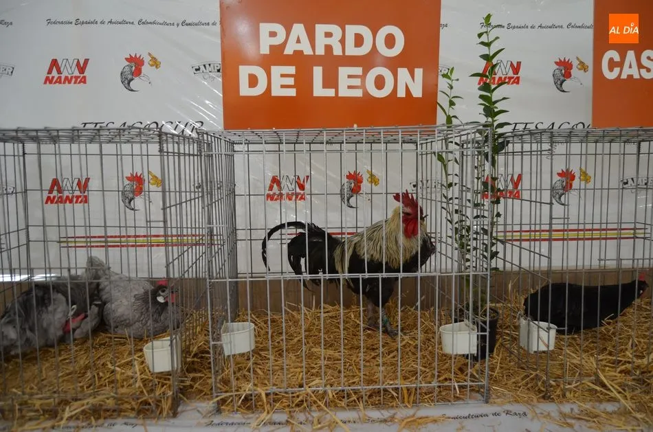 Foto 2 - Exhibici&oacute;n de aves, Mercado de Ganado y degustaci&oacute;n popular en el s&aacute;bado de Ferias