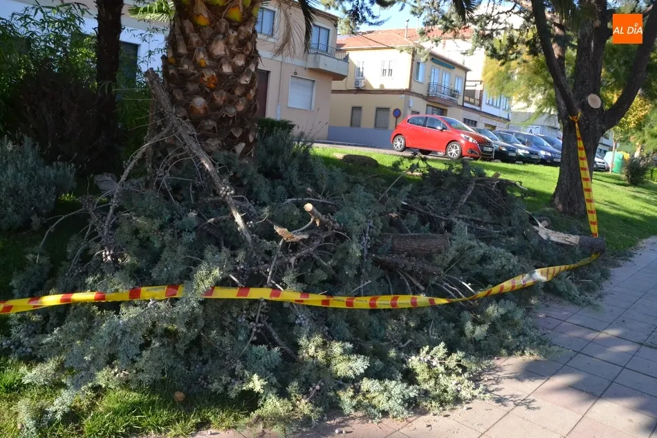 Los Bomberos retiran una rama de grandes dimensiones en malas condiciones  