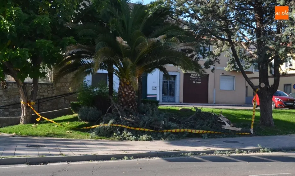 Foto 4 - Los Bomberos retiran una rama de grandes dimensiones en malas condiciones  