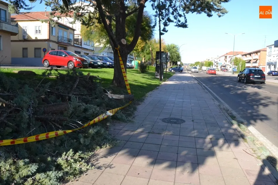 Foto 2 - Los Bomberos retiran una rama de grandes dimensiones en malas condiciones  