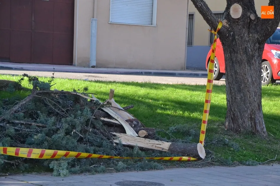 Foto 3 - Los Bomberos retiran una rama de grandes dimensiones en malas condiciones  