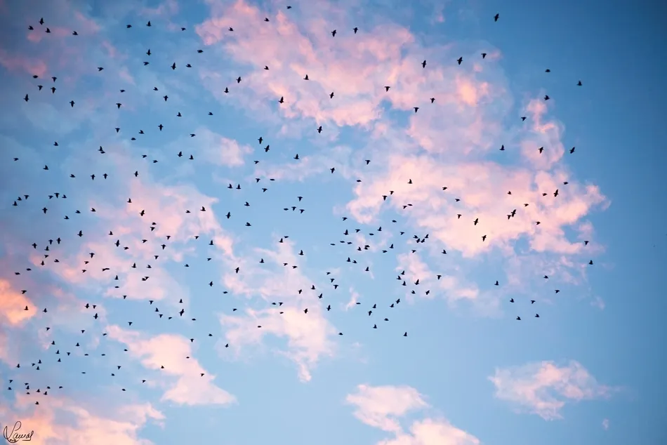 Libertad entre las nubes