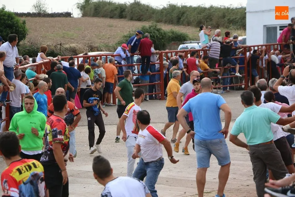 Foto 11 - Divertido segundo encierro de Valrubio en Pere&ntilde;a de la Ribera