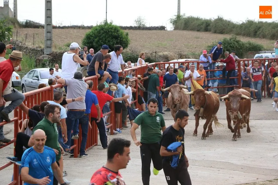 Foto 10 - Divertido segundo encierro de Valrubio en Pere&ntilde;a de la Ribera
