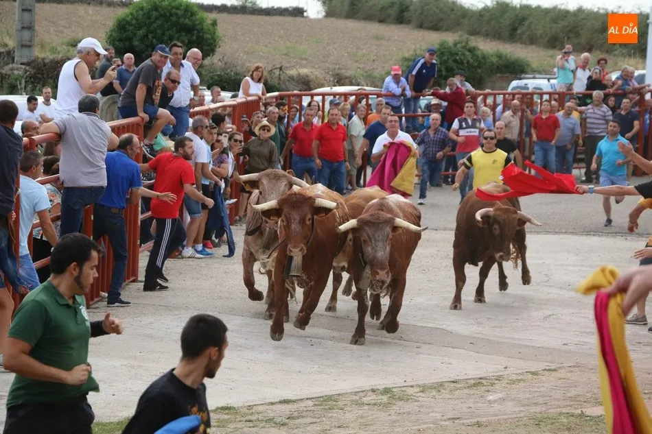 Foto 9 - Divertido segundo encierro de Valrubio en Pere&ntilde;a de la Ribera