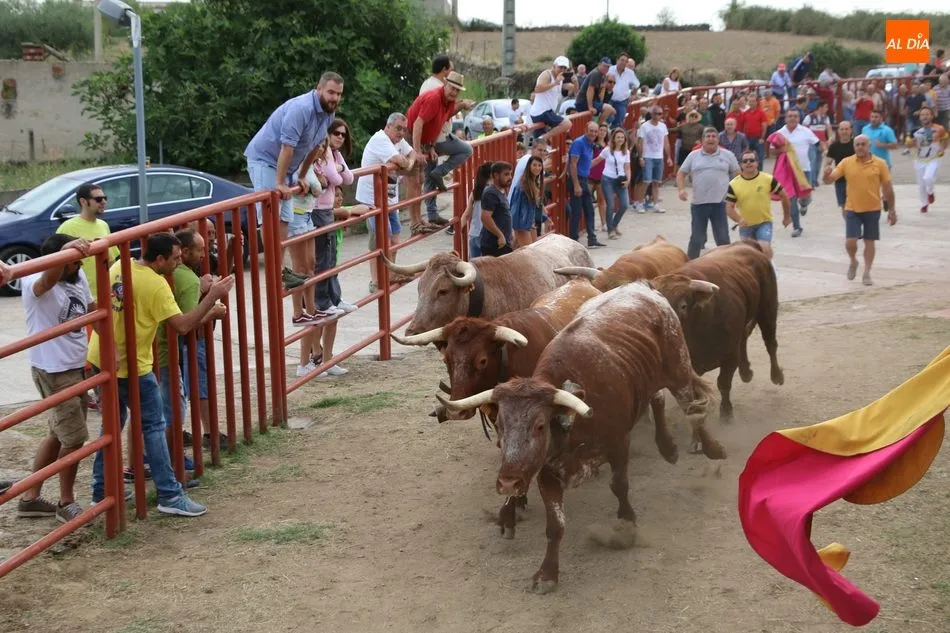 Foto 8 - Divertido segundo encierro de Valrubio en Pere&ntilde;a de la Ribera