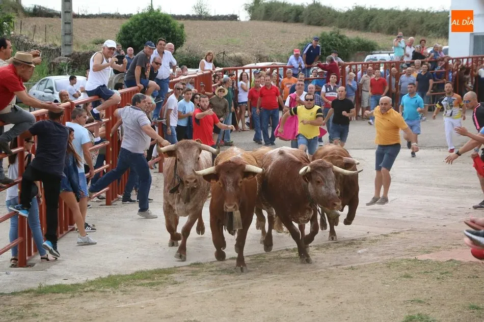 Foto 7 - Divertido segundo encierro de Valrubio en Pere&ntilde;a de la Ribera