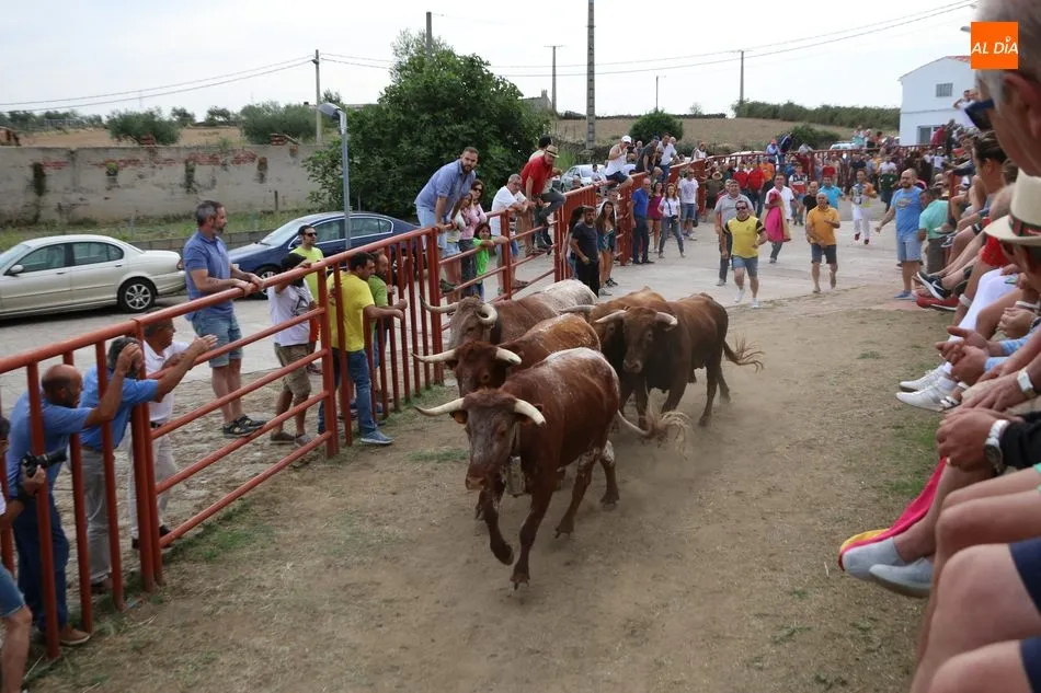 Foto 6 - Divertido segundo encierro de Valrubio en Pere&ntilde;a de la Ribera