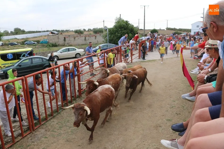 Foto 5 - Divertido segundo encierro de Valrubio en Pere&ntilde;a de la Ribera
