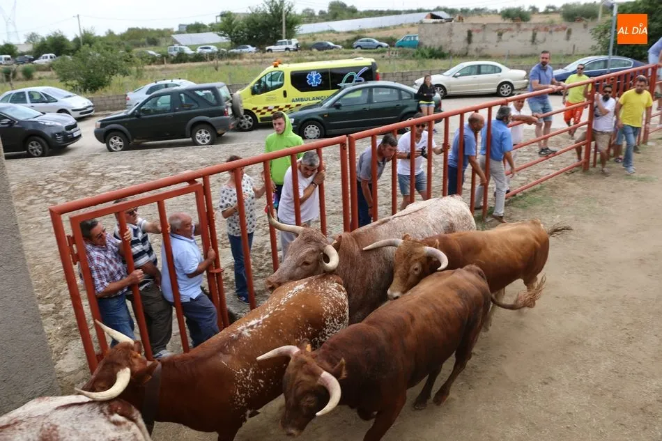 Foto 4 - Divertido segundo encierro de Valrubio en Pere&ntilde;a de la Ribera