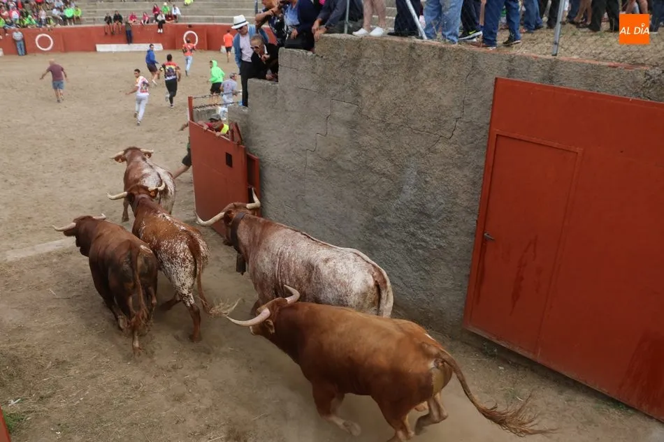 Foto 3 - Divertido segundo encierro de Valrubio en Pere&ntilde;a de la Ribera