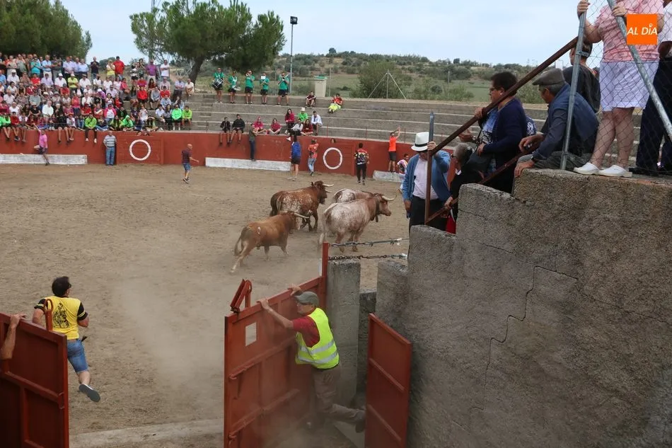 Foto 2 - Divertido segundo encierro de Valrubio en Pere&ntilde;a de la Ribera