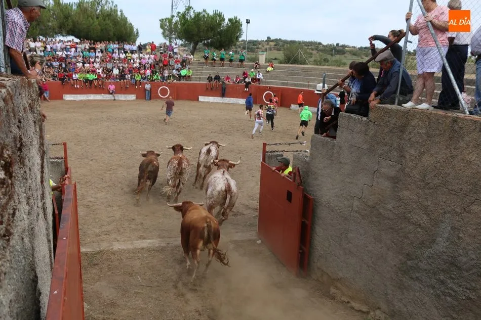 Divertido segundo encierro de Valrubio en Pereña de la Ribera