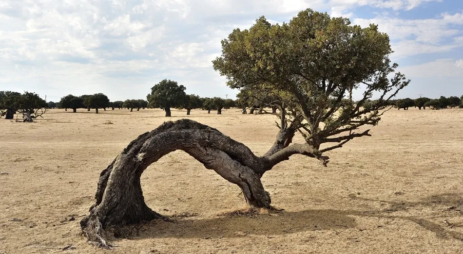 Resistencia ejemplar