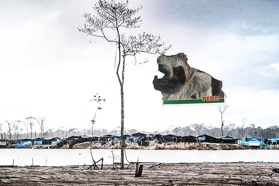 Foto 5 - Versos de Alencart para propuesta fotogr&aacute;fica de Robertho Paredes sobre la Amazon&iacute;a herida