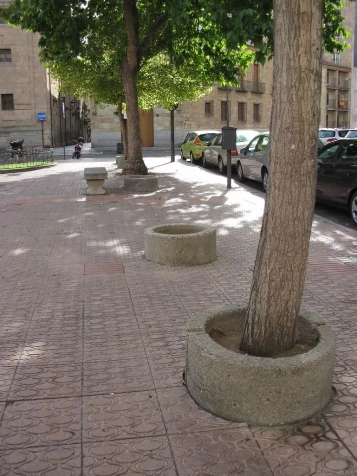 Foto 8 - Defensores del Patrimonio piden la recuperaci&oacute;n de &aacute;rboles perdidos en Los Bandos