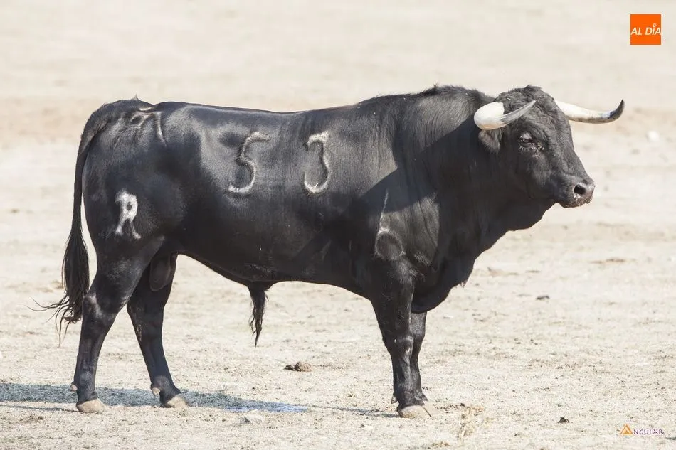 Foto 5 - Casasola, la apuesta para el futuro