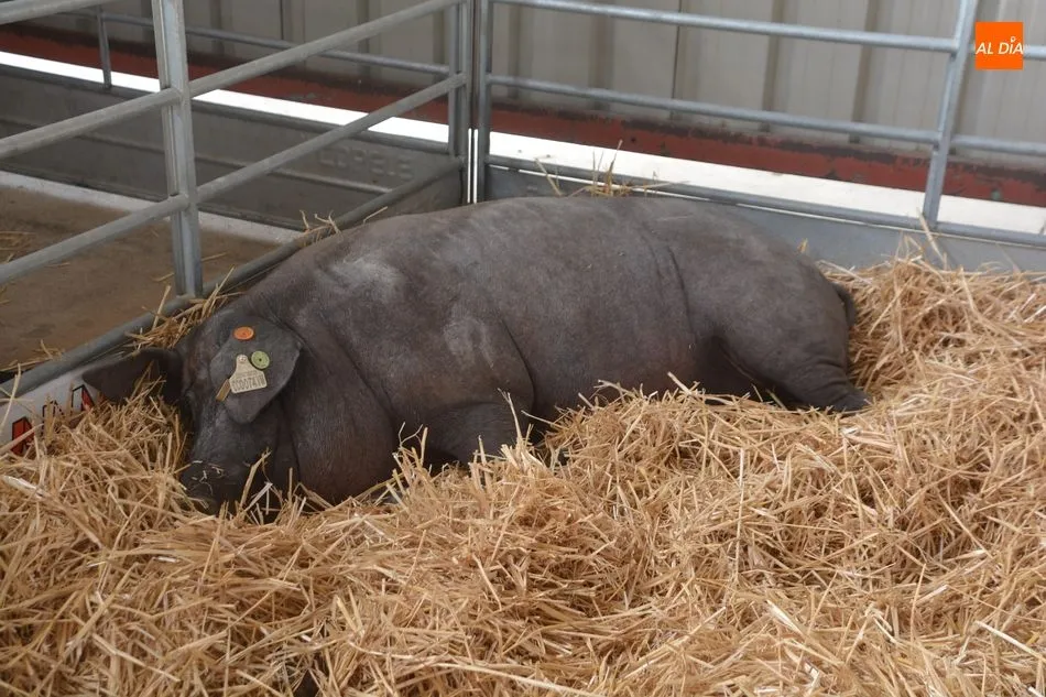 Uno de los ejemplares de porcino presentes en esta edición de Salamaq.