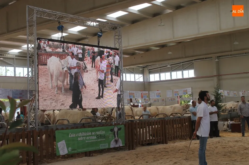 Foto 3 - &lsquo;Gabacha&rsquo;, del salmantino Alberto Mart&iacute;n, y &lsquo;Jordania&rsquo;, campeonas del Concurso Nacional de ...