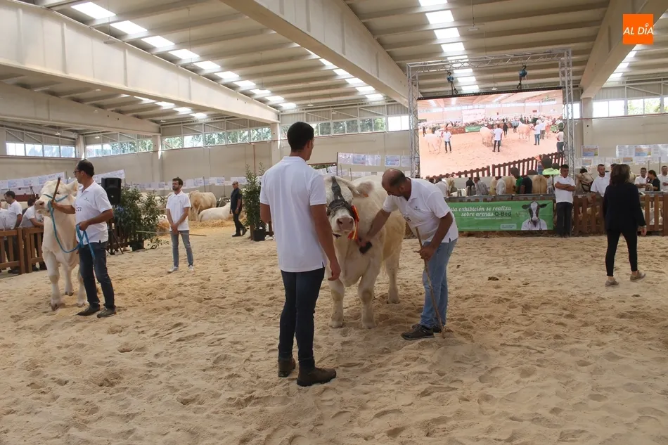Foto 5 - &lsquo;Gabacha&rsquo;, del salmantino Alberto Mart&iacute;n, y &lsquo;Jordania&rsquo;, campeonas del Concurso Nacional de ...