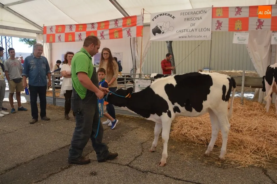 Foto 11 - Las vacas frisonas lucen a&uacute;n m&aacute;s guapas en Salamaq&nbsp;