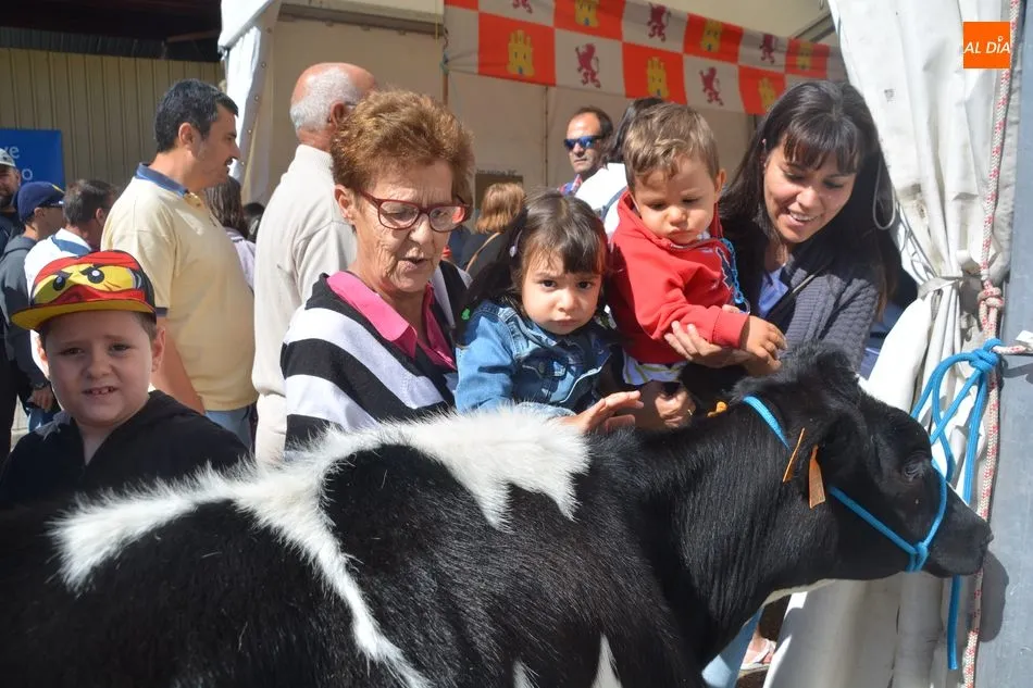 Foto 9 - Las vacas frisonas lucen a&uacute;n m&aacute;s guapas en Salamaq&nbsp;