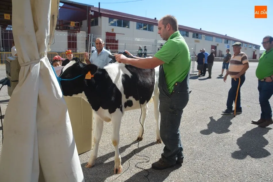 Foto 10 - Las vacas frisonas lucen a&uacute;n m&aacute;s guapas en Salamaq&nbsp;