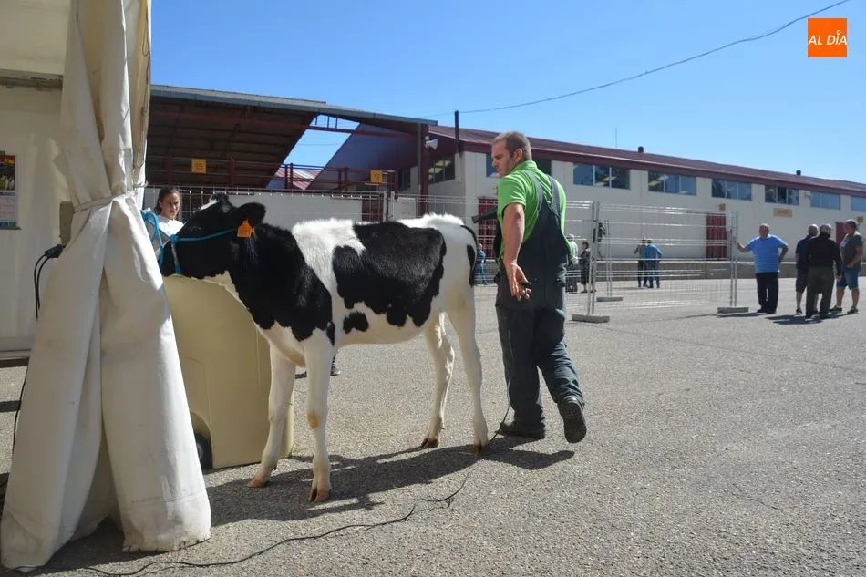Foto 8 - Las vacas frisonas lucen a&uacute;n m&aacute;s guapas en Salamaq&nbsp;