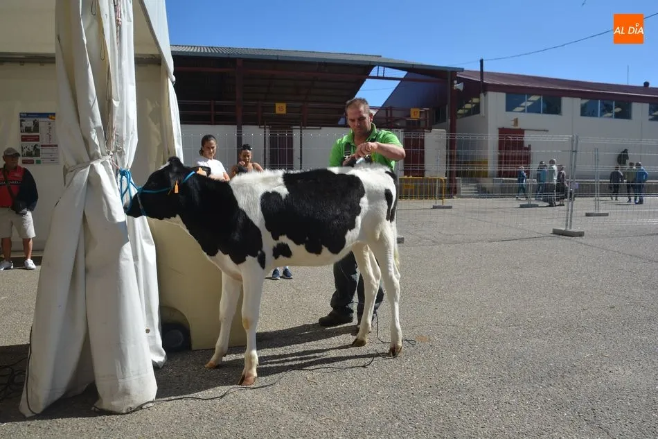 Foto 7 - Las vacas frisonas lucen a&uacute;n m&aacute;s guapas en Salamaq&nbsp;