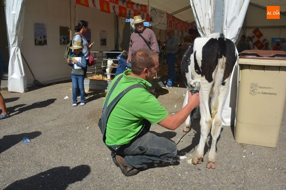 Foto 3 - Las vacas frisonas lucen a&uacute;n m&aacute;s guapas en Salamaq&nbsp;