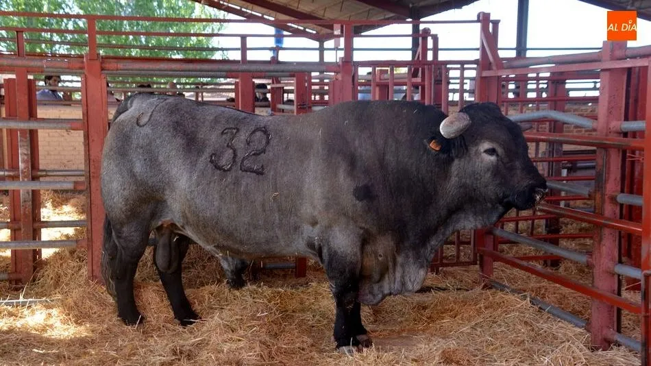 Uno de los ejemplares que se exponen en Salamaq.Foto de Lydia González